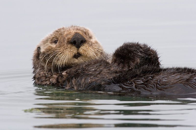 D finition Loutre De Mer Enhydra Lutris